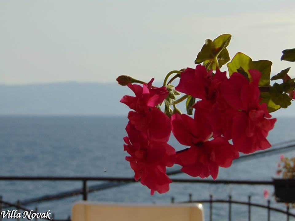 Villa Novak Ohrid Eksteriør bilde